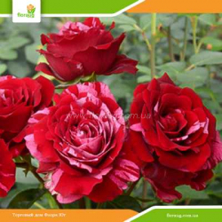 Роза Дип Импрешн (Deep Impression) флорибунда