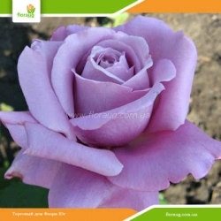 Роза Голубой Нил (Blue Nile)