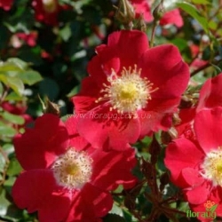 Роза Кандия Мейдиланд (Candia Meidiland) почвопокровная