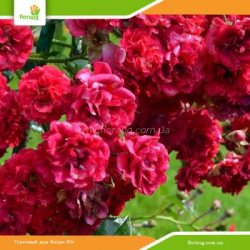 Роза Хеллоу (Hello) почвопокровная