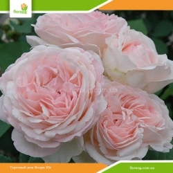 Роза Клер Роуз (Claire Rose) английская