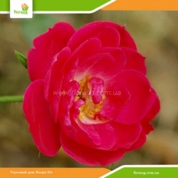 Роза Литл Бакару (Little Buckaroo) миниатюрная