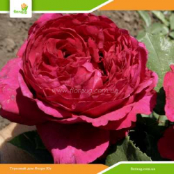 Троянда Ля роз де Катре Вен (La Rose des 4 Vents) флорибунда