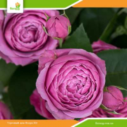 Роза Мисти Бабблз (Misty Bubbles) спрей