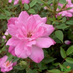 Роза Рулетти (Rouletii) миниатюрная