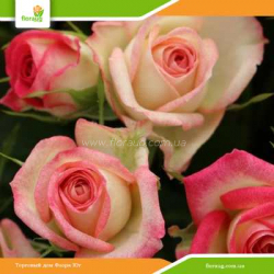 Роза Сафина (Safina) спрей