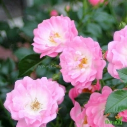 Роза Сатина (Satina) почвопокровная