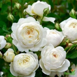 Роза Винчестер Кафедрал (Winchester Cathedral) английская