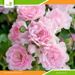 Роза Зе Фейри (The Fairy) почвопокровная