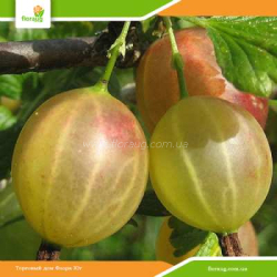 Саженцы крыжовника Родник