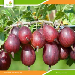 Саженцы крыжовника Серенада