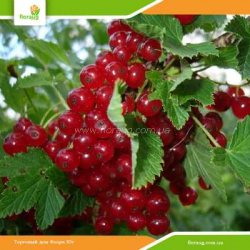 Саженцы красной смородины Джунифер (ранняя)