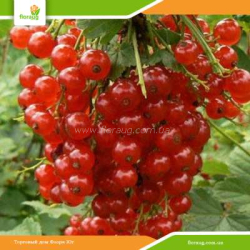 Саженцы красной смородины Йонкер ван Тетс (ранняя)