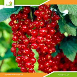 Саженцы красной смородины Ровада (поздняя)