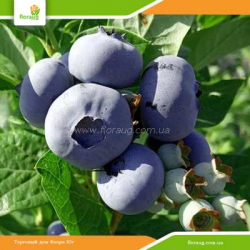 Саженцы голубики Блюкроп