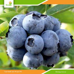 Саженцы голубики Дюк