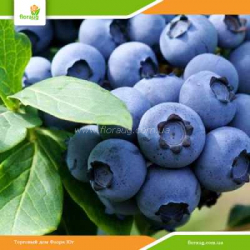 Саженцы голубики Эллиот