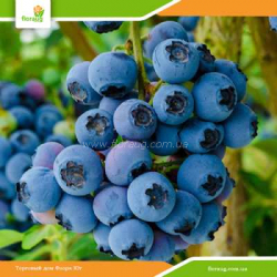 Саженцы голубики Река