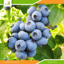 Саженцы голубики Торо