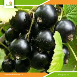 Саженцы смородины Ориана (среднеранняя)