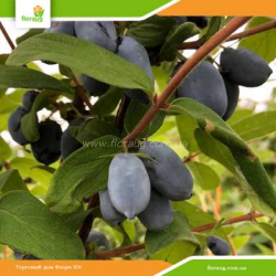 Саженцы жимолости Бореал Бьюти