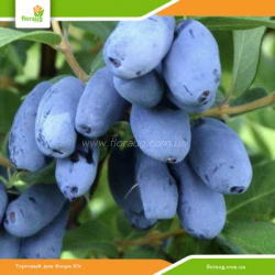 Саженцы жимолости Бореал Бист