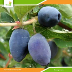 Саженцы жимолости Хоней Би