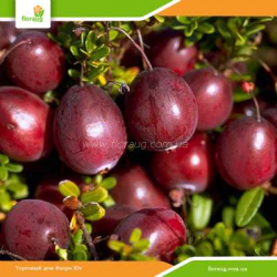 Саженцы клюквы Пилигрим