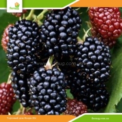 Саженцы ежевики Блэк Мэджик (Black Magic) ремонтантная