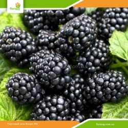 Саженцы ежевики Бжезина (Bgezina)