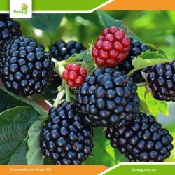 Саженцы ежевики Полар (Polar)