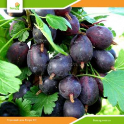 Саженцы крыжовника (агруса) Черномор