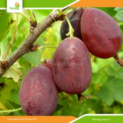 Саженцы крыжовника (агруса) Грушенька