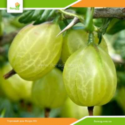 Саженцы крыжовника (агруса) Инвикта