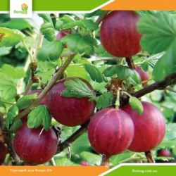 Саженцы крыжовника (агруса) Колобок