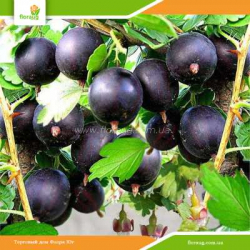 Саженцы крыжовника (агруса) Командор