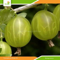 Саженцы крыжовника (агруса) Малахит