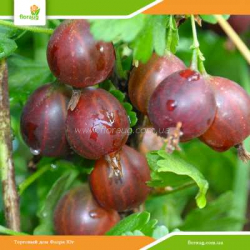 Саженцы крыжовника (агруса) Северный капитан