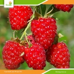 Саженцы малинового дерева Крепыш