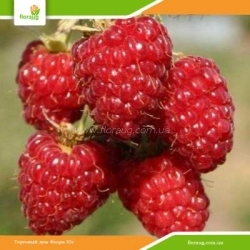 Саженцы малинового дерева Таруса