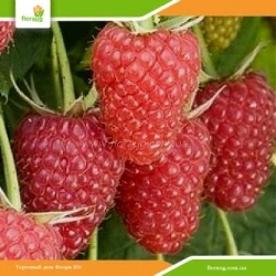 Саженцы малины Атлант (ремонтантная)