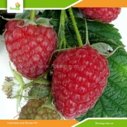 Саженцы малины Брусвяна (ремонтантная)