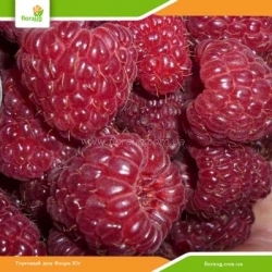 Саженцы малины Джоан Джей (ремонтантная)