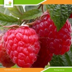 Саженцы малины Пингвин (ремонтантная)