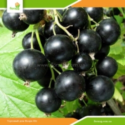 Саженцы смородины Вернисаж (среднеспелая)