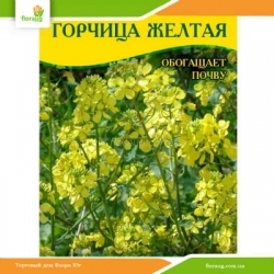 Семена горчицы Желтая 100г