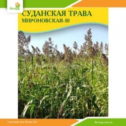 Семена суданской травы Мироновская-10 100г