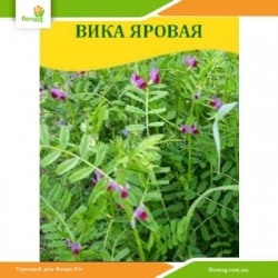 Семена Вика яровая 100г