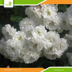 Роза Альба Мейдиланд (Alba Meidiland) почвопокровная