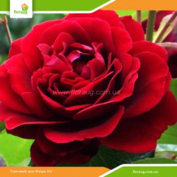 Роза Амадеус (Amadeus) плетистая